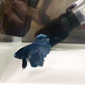 華麗な泳ぎBerry君の画像