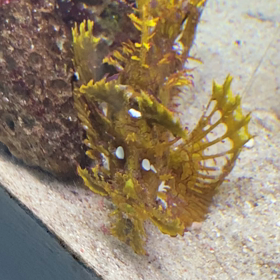 アクアパーク品川　２１回目その3の画像