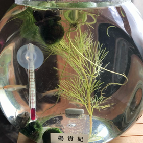 朝ごはんの画像