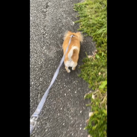 ハマりものの画像