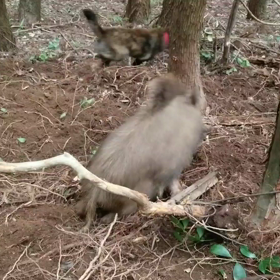 素人ヘッポコ猟師が1銃1狗を目指すの画像