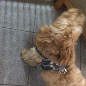 キッチン前で焦れるチャビーの画像