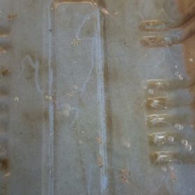 針子から稚魚への画像