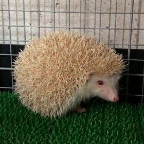 メルモちゃん（＾ω＾）の画像