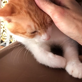 ローズちゃんの画像