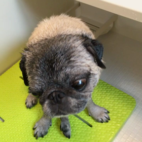 いい湯だな パグ編。の画像