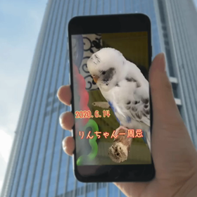 りんちゃん…一周忌の画像