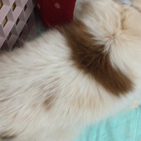 余力なかった。。。の画像