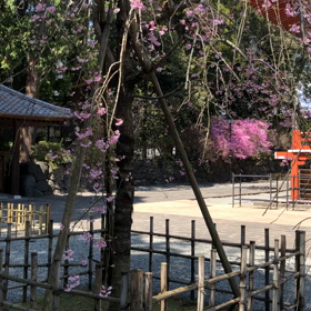 大石寺の桜と御影堂  カエルの合唱versionの画像