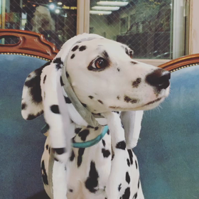 マーブル復活！！の画像