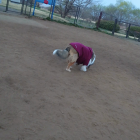 ラフコリーMeruの画像