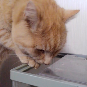 狙われていますの画像