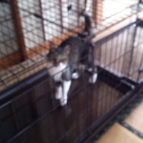 今日はことばの日の画像