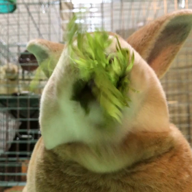 クルクルにんじんしゃーんの画像