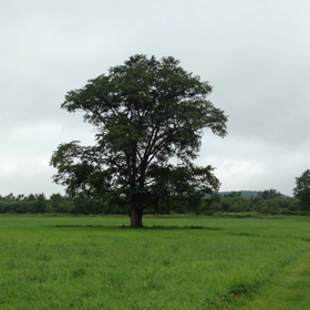 ハルニレの木の画像