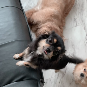 クロちゃん　ソファーが好きね❤️の画像