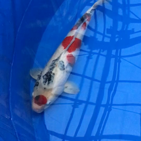 あれれ！？　伸びてないの画像