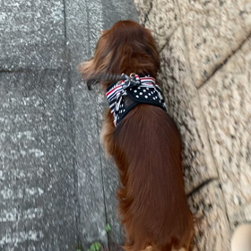 マロンの10回目のうちの子記念日の画像