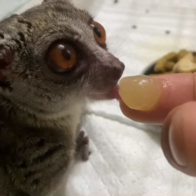 ショウガラゴ　ラクトバイト好き☺️の画像