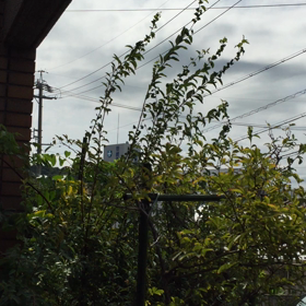 何の鳴き声？の画像