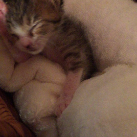 命名 さつきとめいちゃんの画像