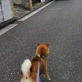 ポチの嫌いなものの画像