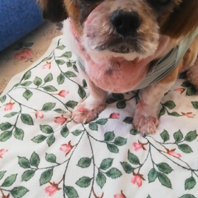 甘えんぼの画像