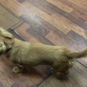 じゃれあいの画像