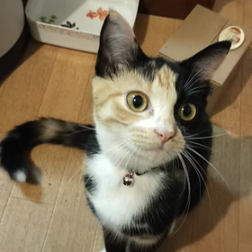 ごはんって言ったかな！の画像