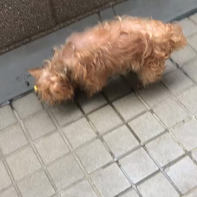 いちごの様子の画像