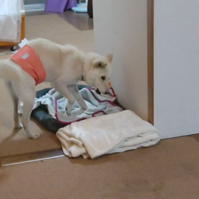 今日のシロくん 2の画像