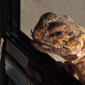 ゲイリートゲオアガマ ピンセット給餌 フタホシコオロギの画像