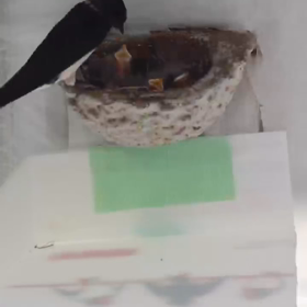 雛が孵って1週間の画像