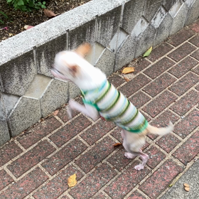 お散歩コースの花の画像