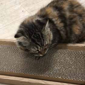 たまらんニャー❤️の画像