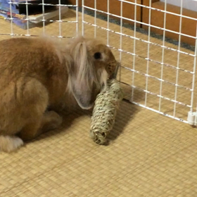 見ててねの画像