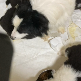 ボーダーコリー　販売中　子犬の画像