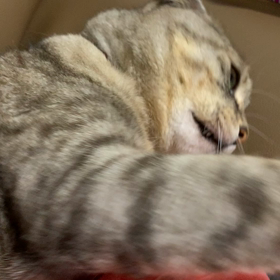 動く、MOMOฅ•ω•ฅﾆｬの画像