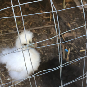 ウコッケイの調教その2の画像