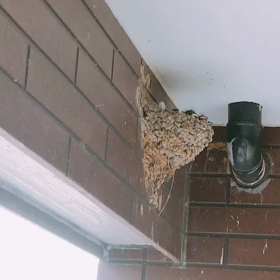 燕の餌やり動画の画像