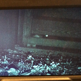 天井裏のヤツの画像