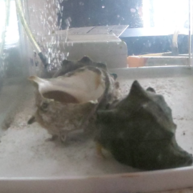 スライダーの画像