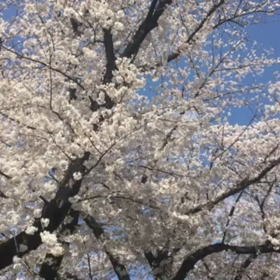満開の桜と鳥の合唱♪♪の画像
