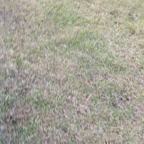 ドッグランの画像