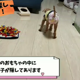 パレット　宝探し♡の画像