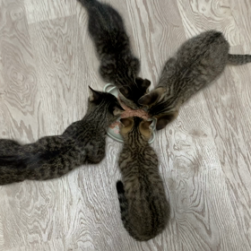 確定申告頑張ってました。の画像