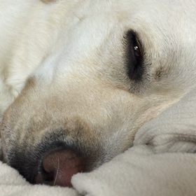 春眠暁を覚えずの画像