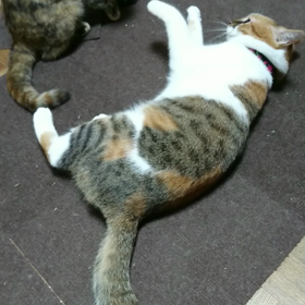 けんかするほど仲がいい？の画像