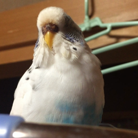 おねむサイン、の図の画像