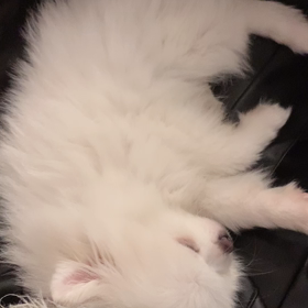 癒されるーの画像